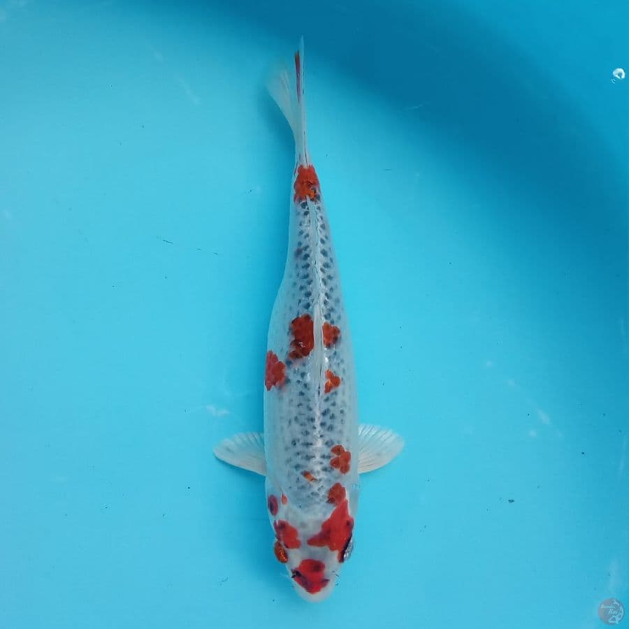 SAKURA KUJAKU 28CM