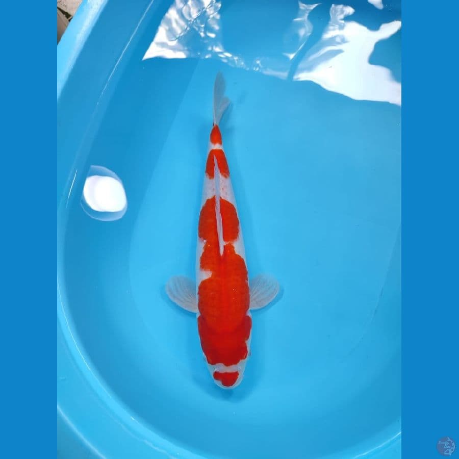 KOHAKU 43CM - FEEMALE 