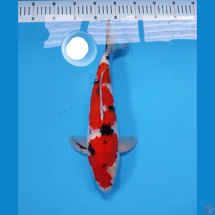 SANKE 37CM - MALE 