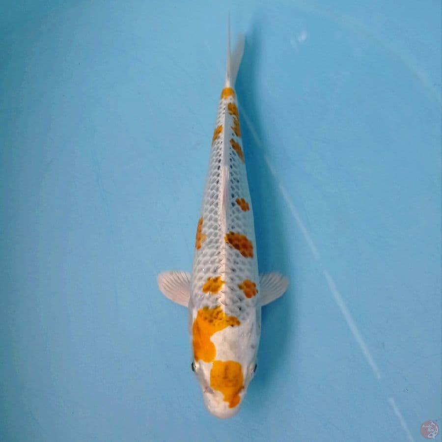 hariwaku, 22 cm