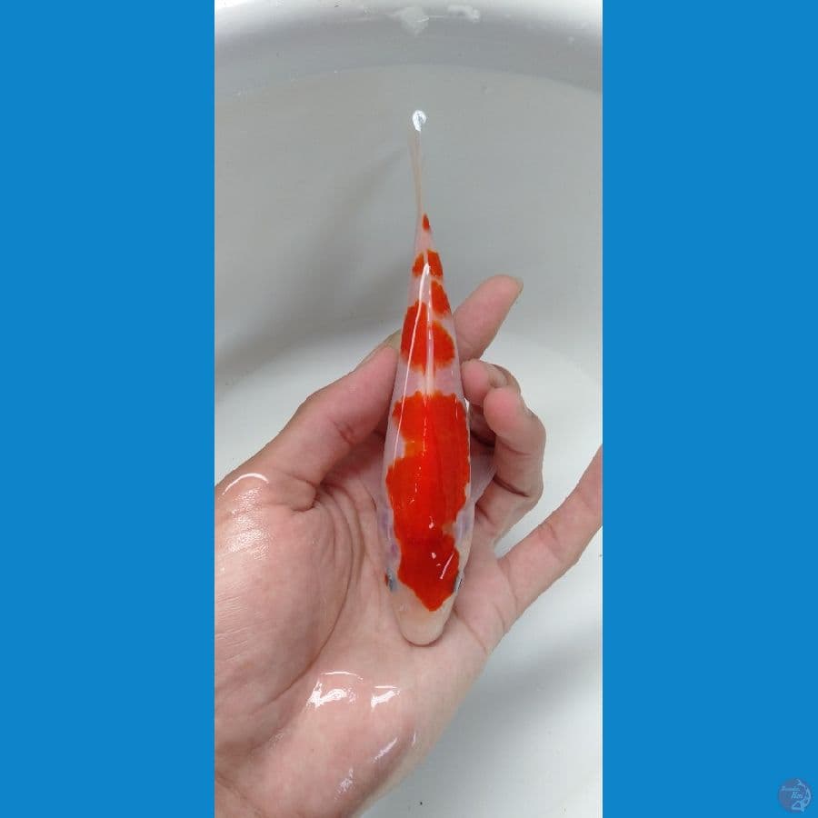 Minion Kohaku 17cm