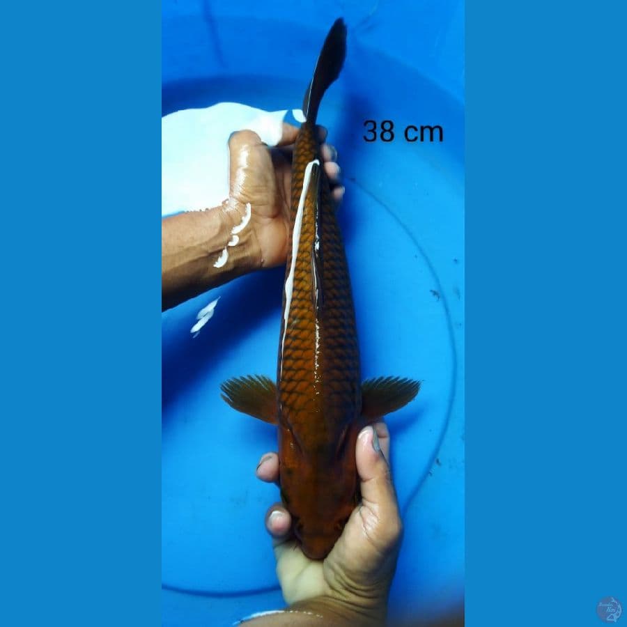 chagoi kepala pesok dikit 38 cm