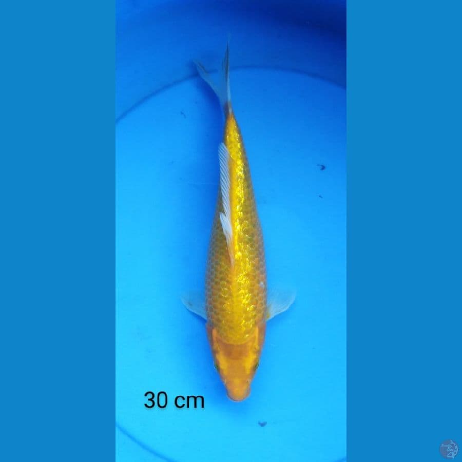 karashi ginrin corn 30 cm