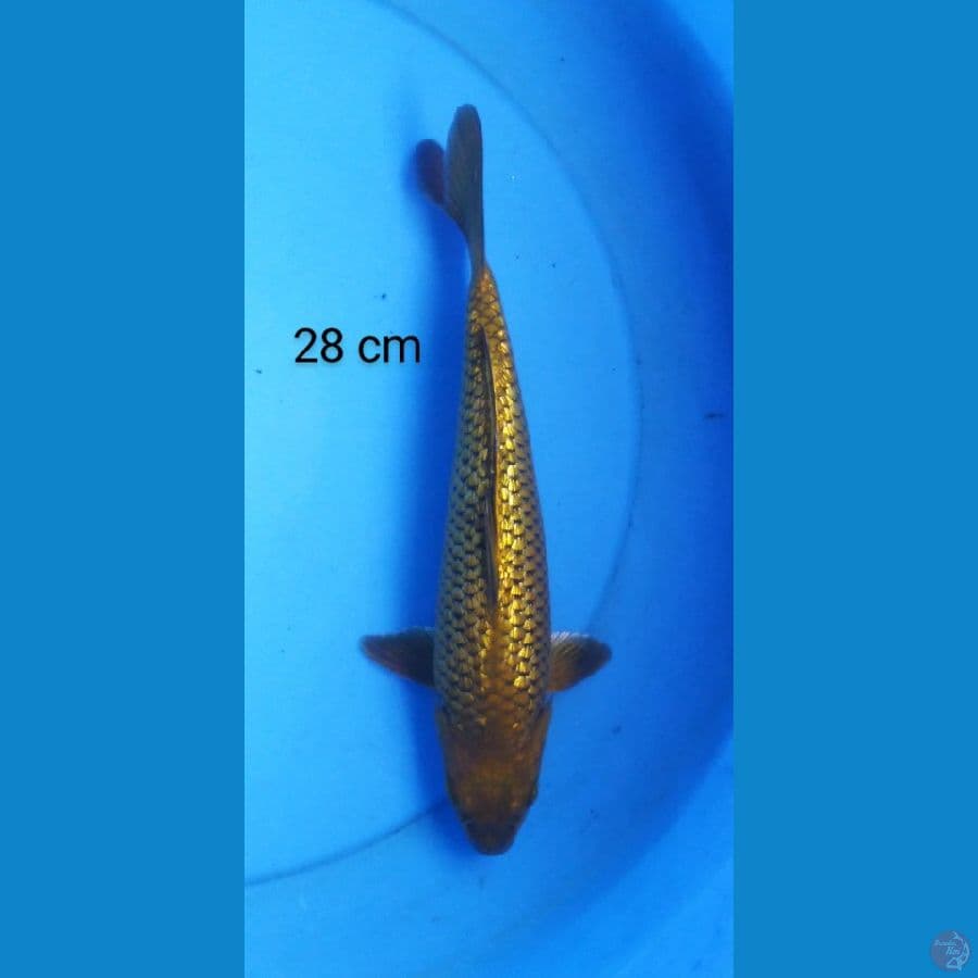 chagoi ginrin 28 cm