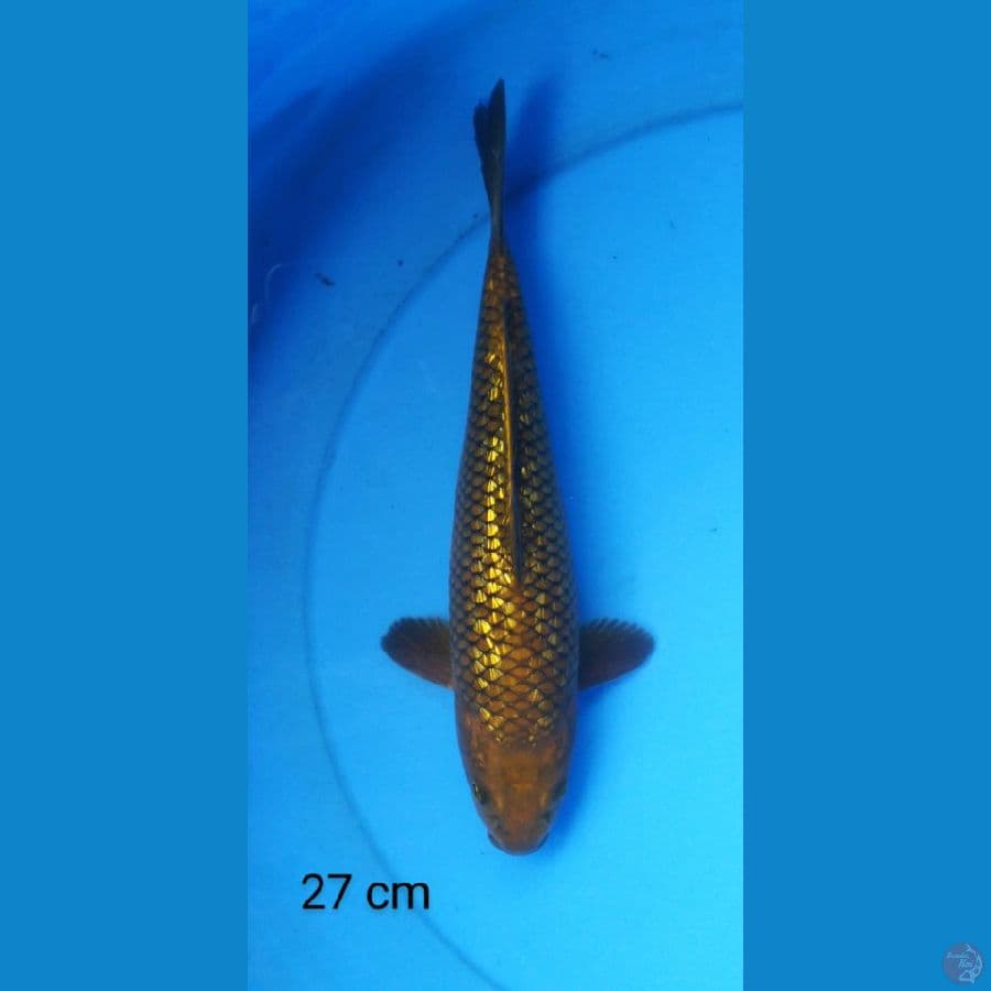 chagoi ginrin 27 cm