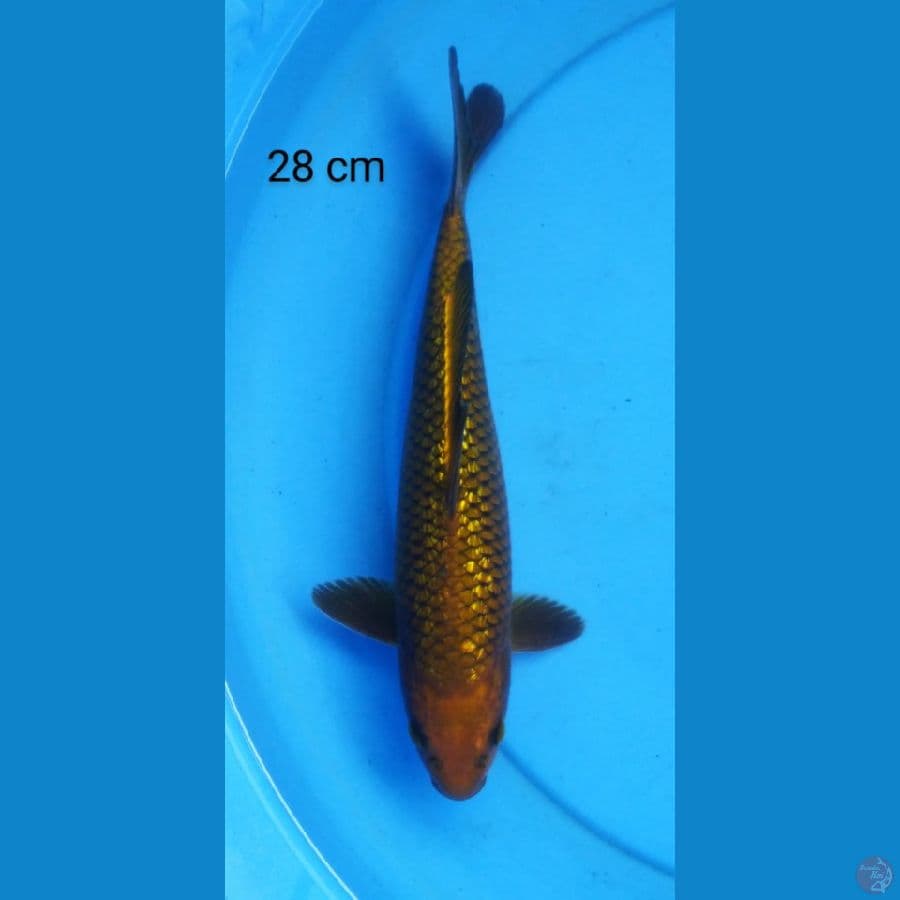 chagoi ginrin 28 cm