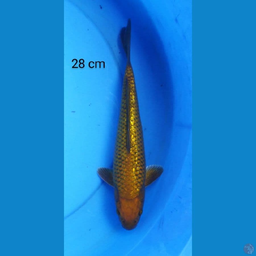 chagoi ginrin 28 cm