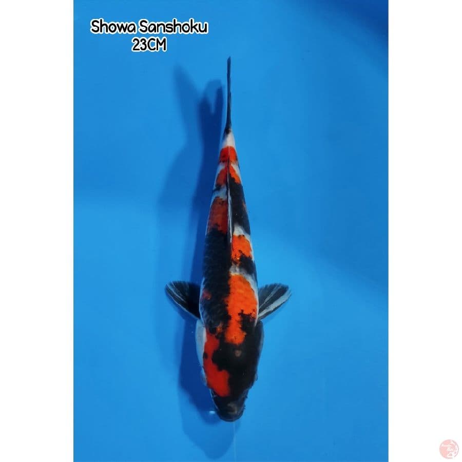 SHOWA SANSHOKU