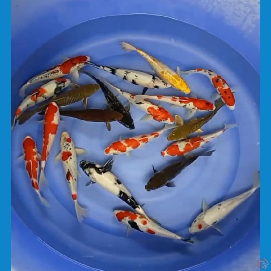 mix 25-30cm