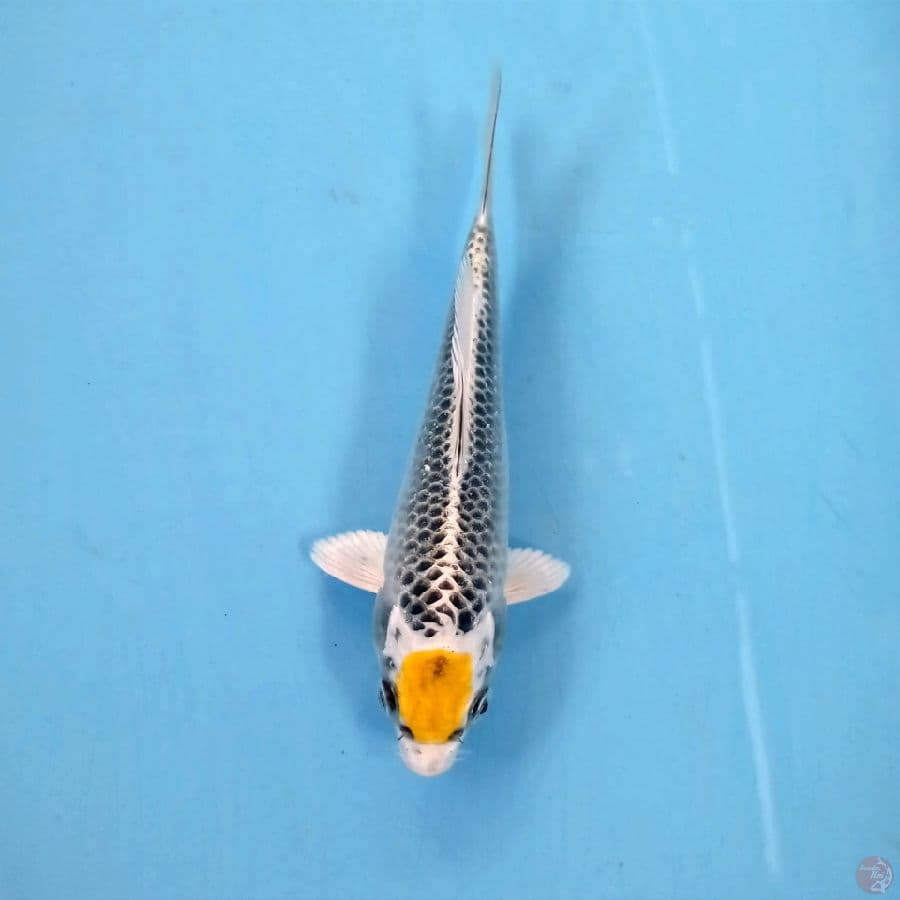tancho kujaku, 16 cm