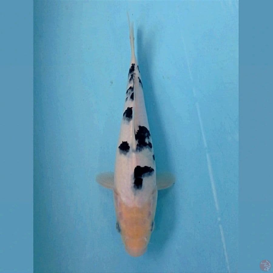 bekko, 23 cm