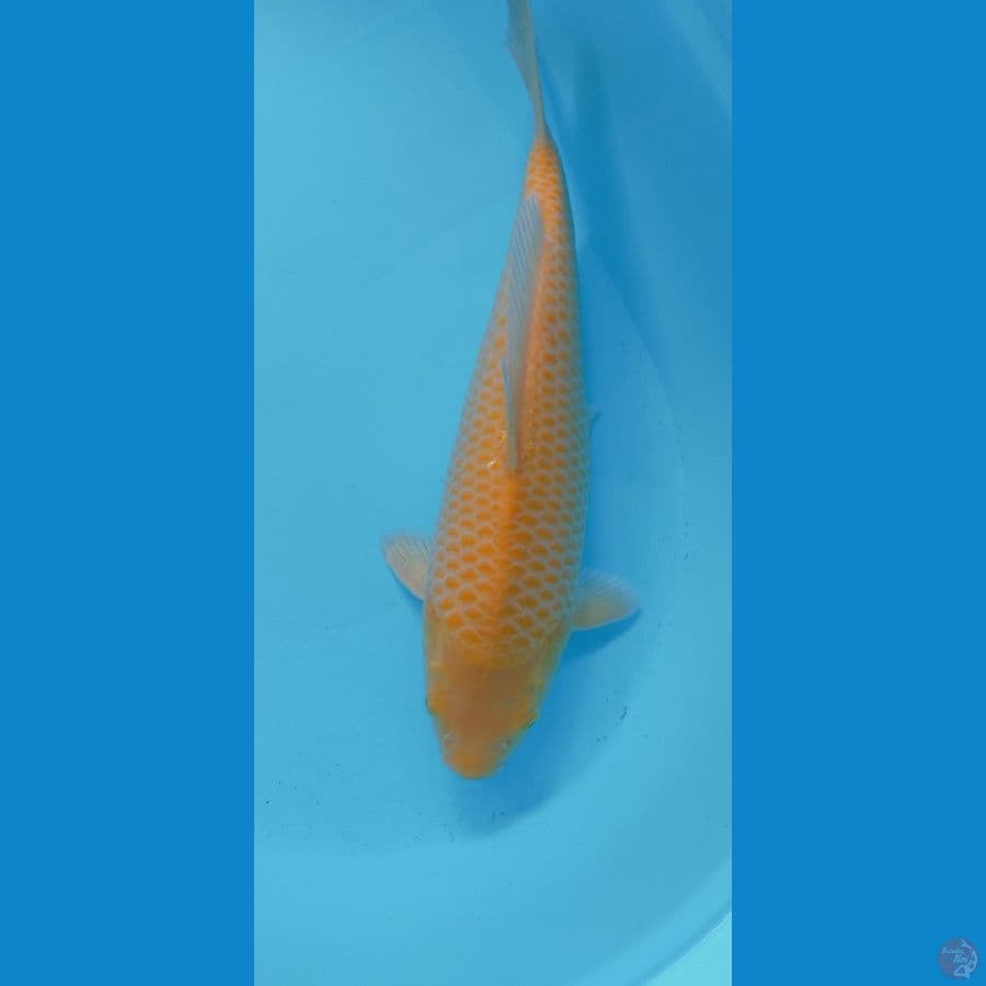 KARASI CORN 36CM MALE