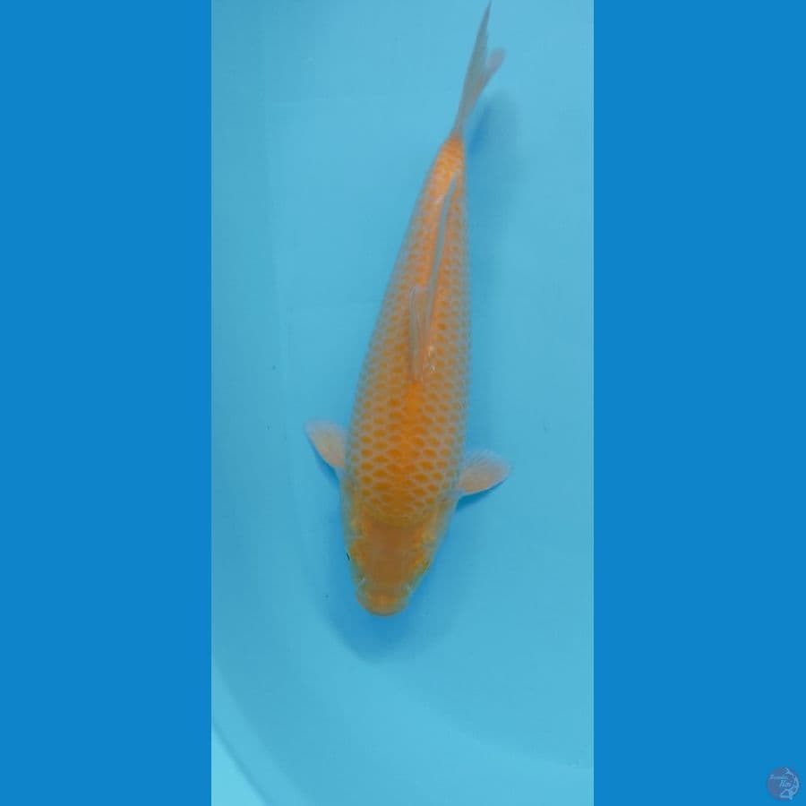 KARASI CORN 31CM MALE