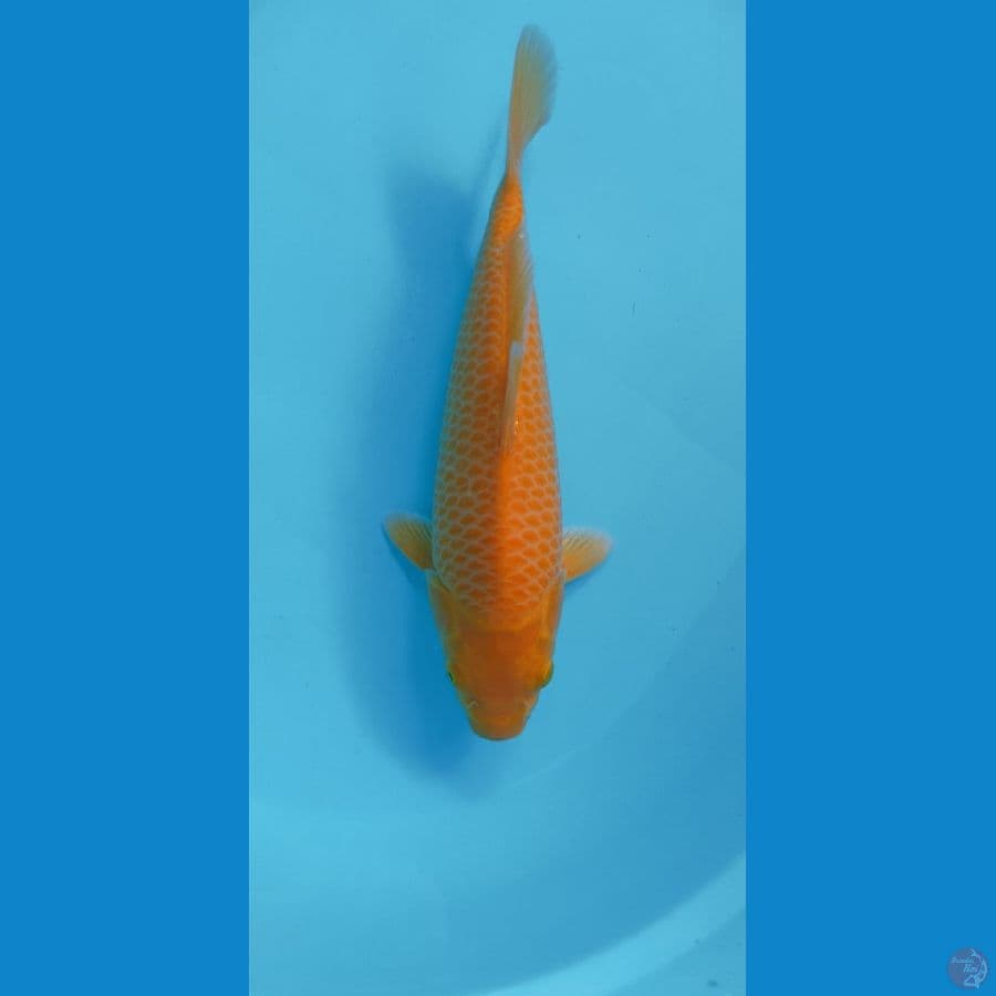 KARASI CORN MALE 32CM