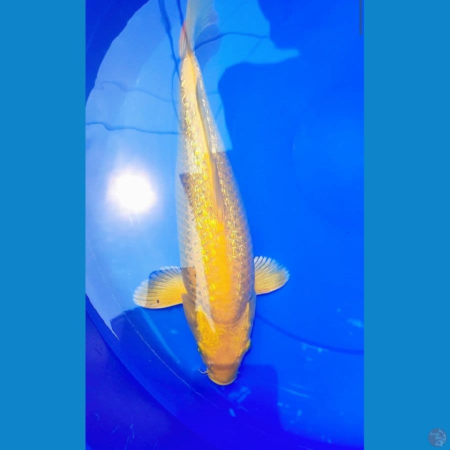 karasi 38 cm punuk ginrin