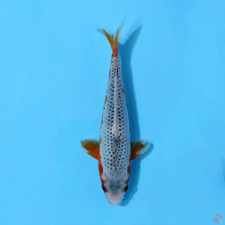 NARUMI ASAGI 20CM UNCHEK