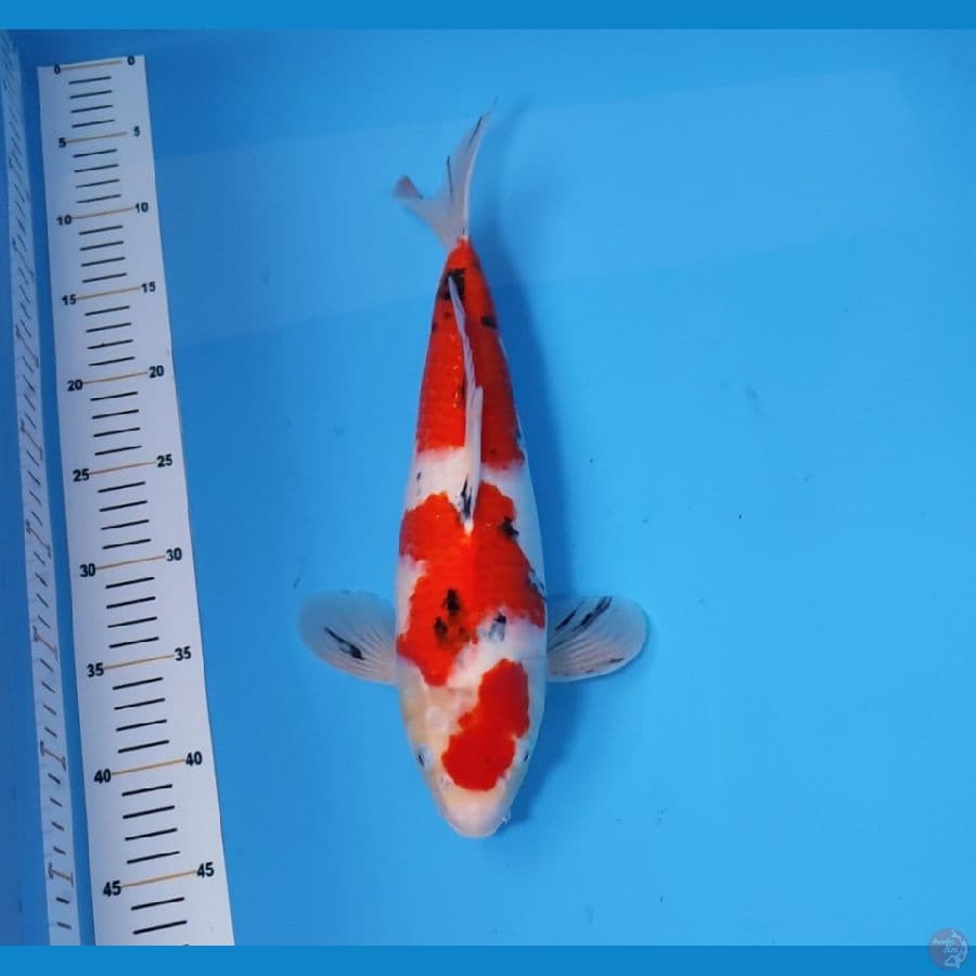 SANKE 37CM - FEEMALE 