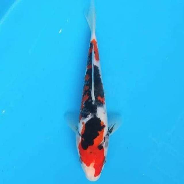 Showa 24 cm