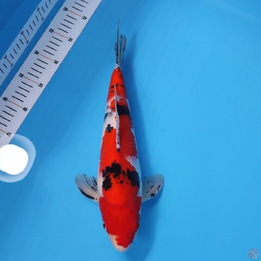 SANKE RED STRONG 35CM - MALE