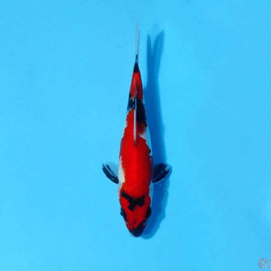 SHOWA SANSHOKU 18CM 