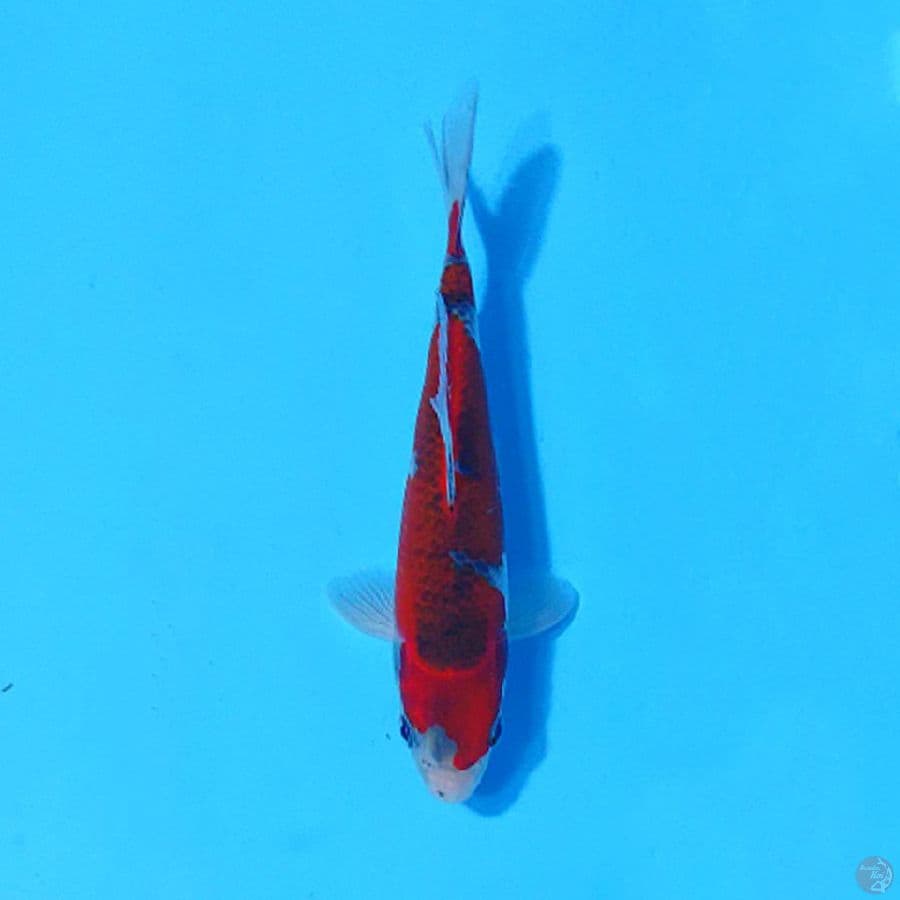 GOSHIKI 20CM MALE