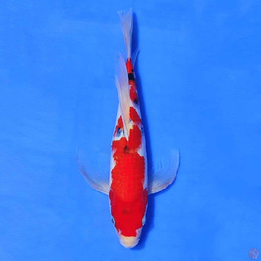 KUMPAY SANKE ORIGINAL 32CM FEMALE