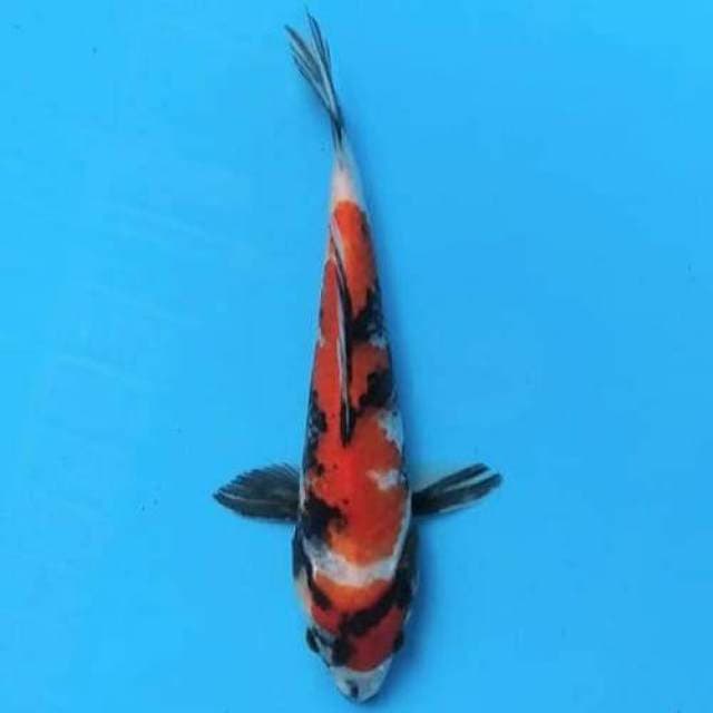 Showa22 cm