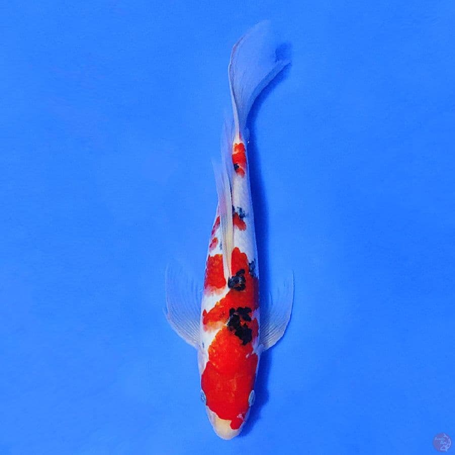 KUMPAY SANKE ORIGINAL 31CM MALE