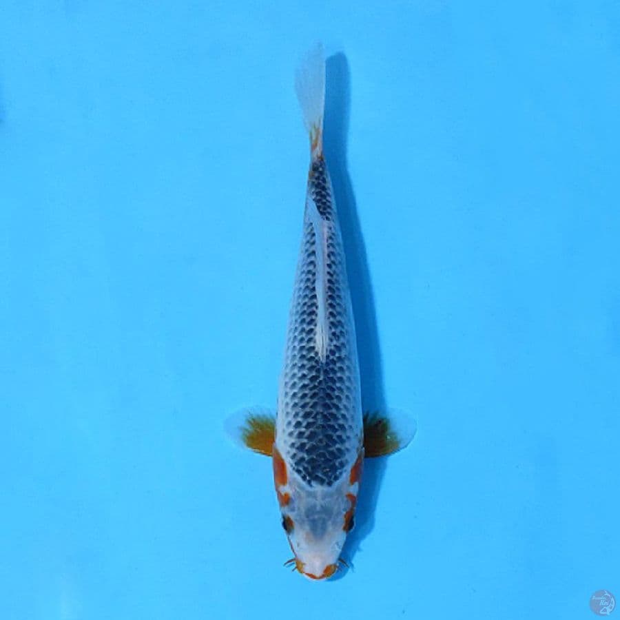 ASAGI SQ 24CM FEMALE