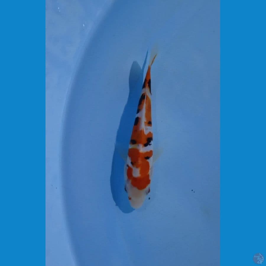 16cm doit