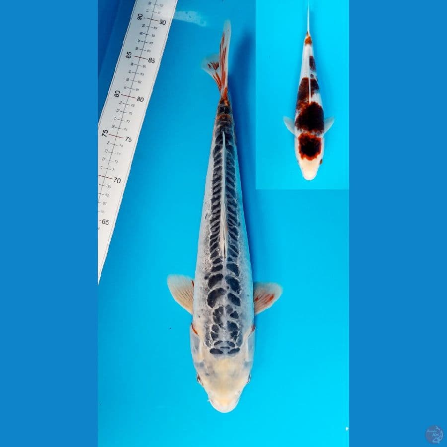 shusui × goromo 37-40cm