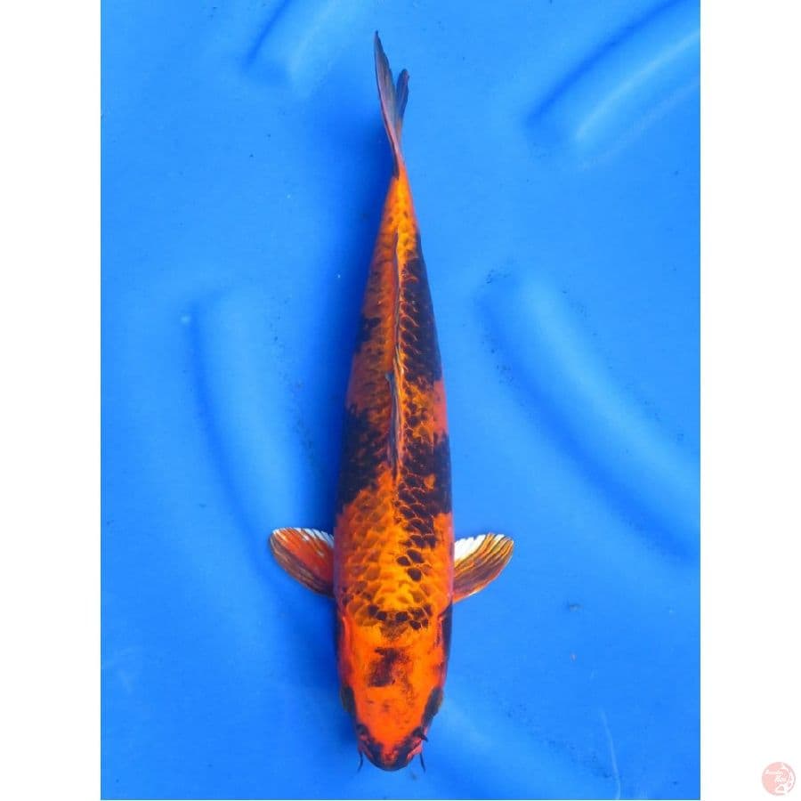 Kin utsuri HQ , 30cm