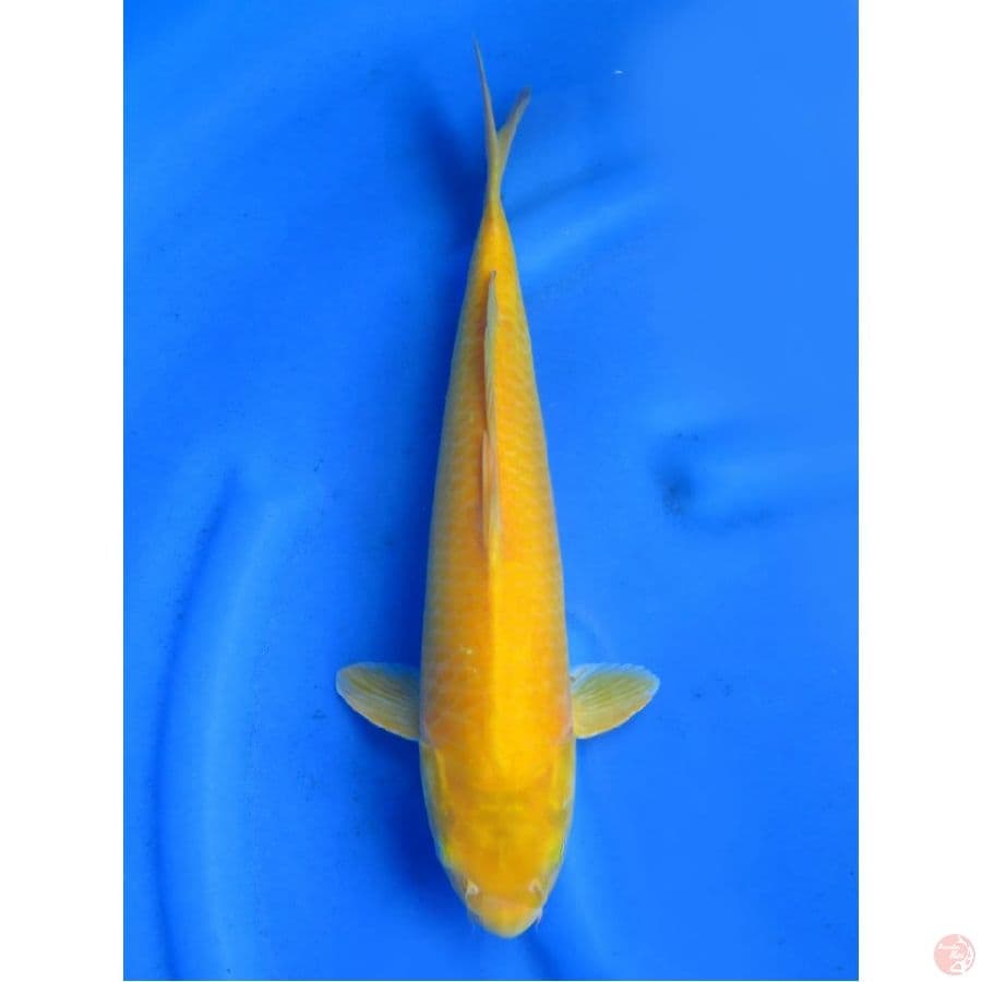 F1 Karashi Male , 39cm