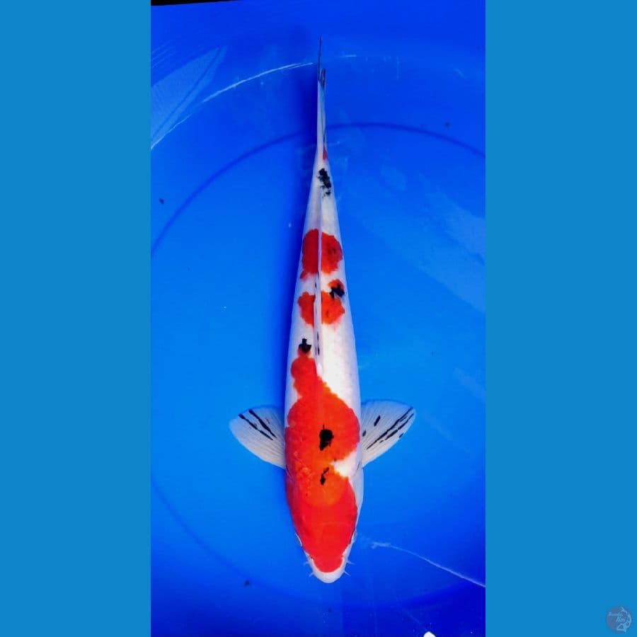original red 43cm