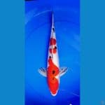 original red 43cm