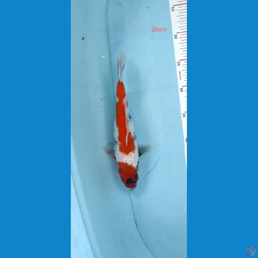 showa 26cm