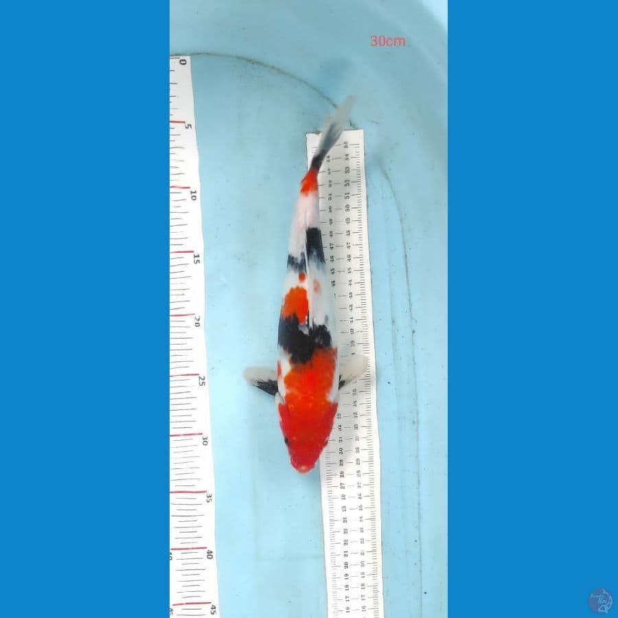 showa 30cm