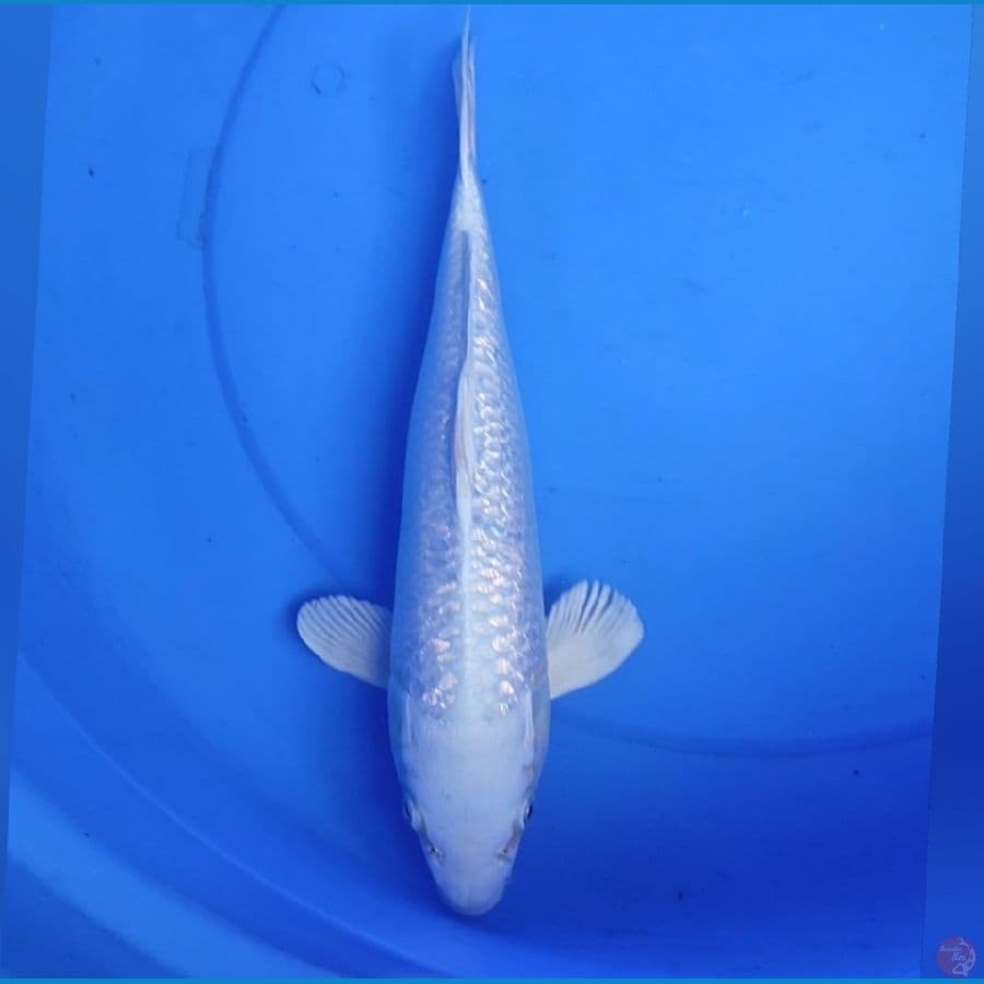 /PLATINUM GINDRIN 32CM