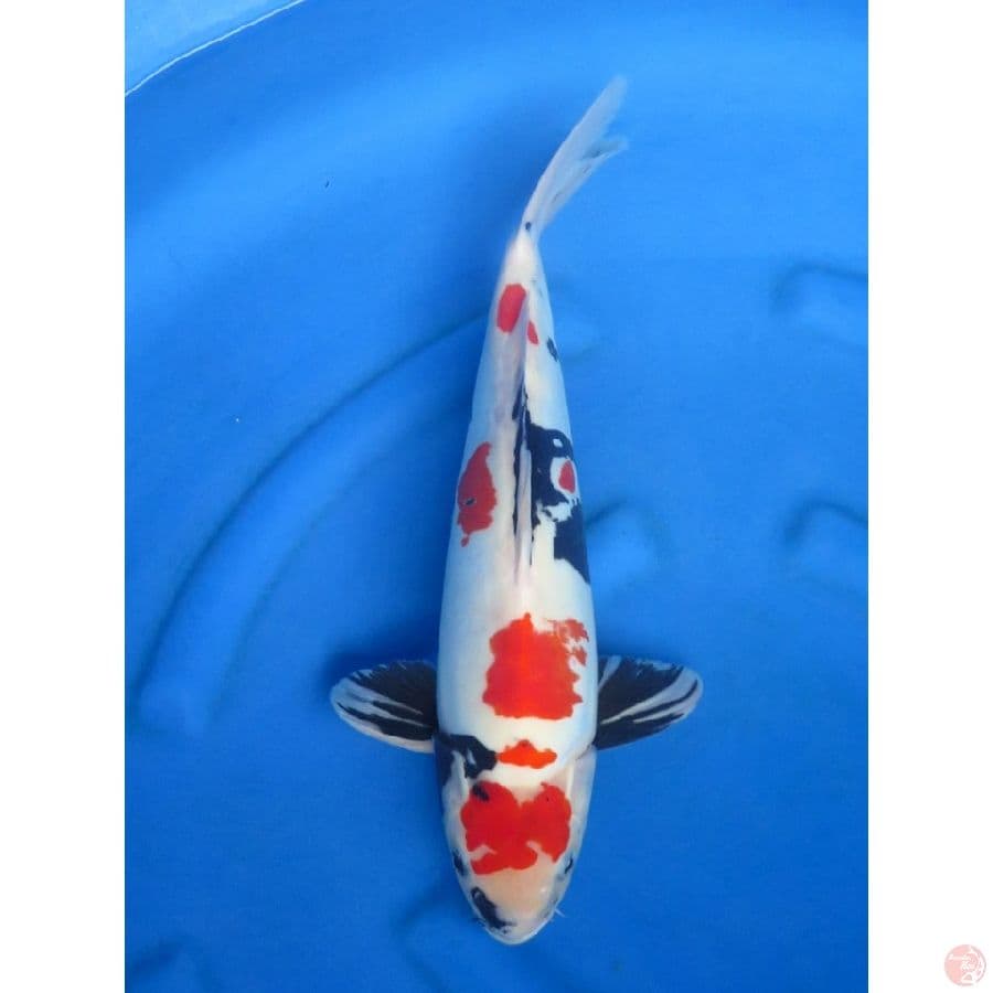 47cm , Jumbo !! Doitsu Murni Showa