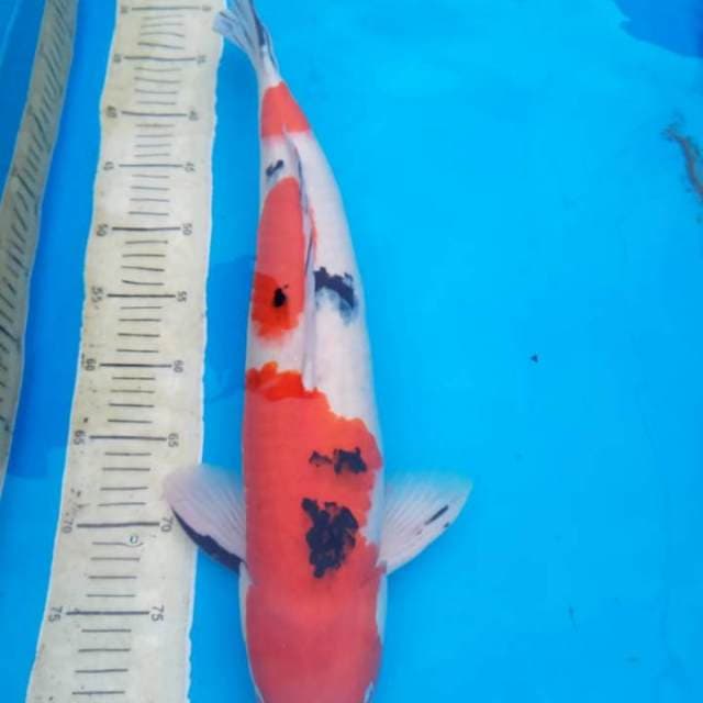 Sanke 53cm