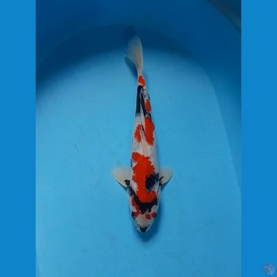 showa 32 cm