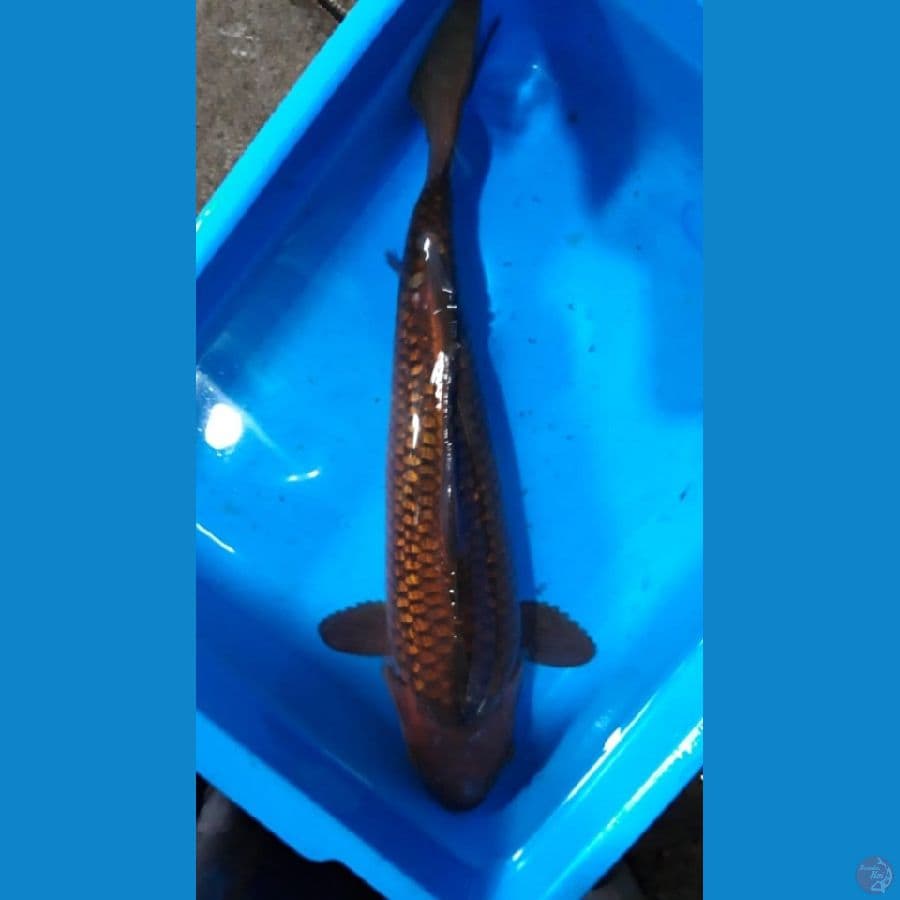 Chagoi Ginrin 30cm