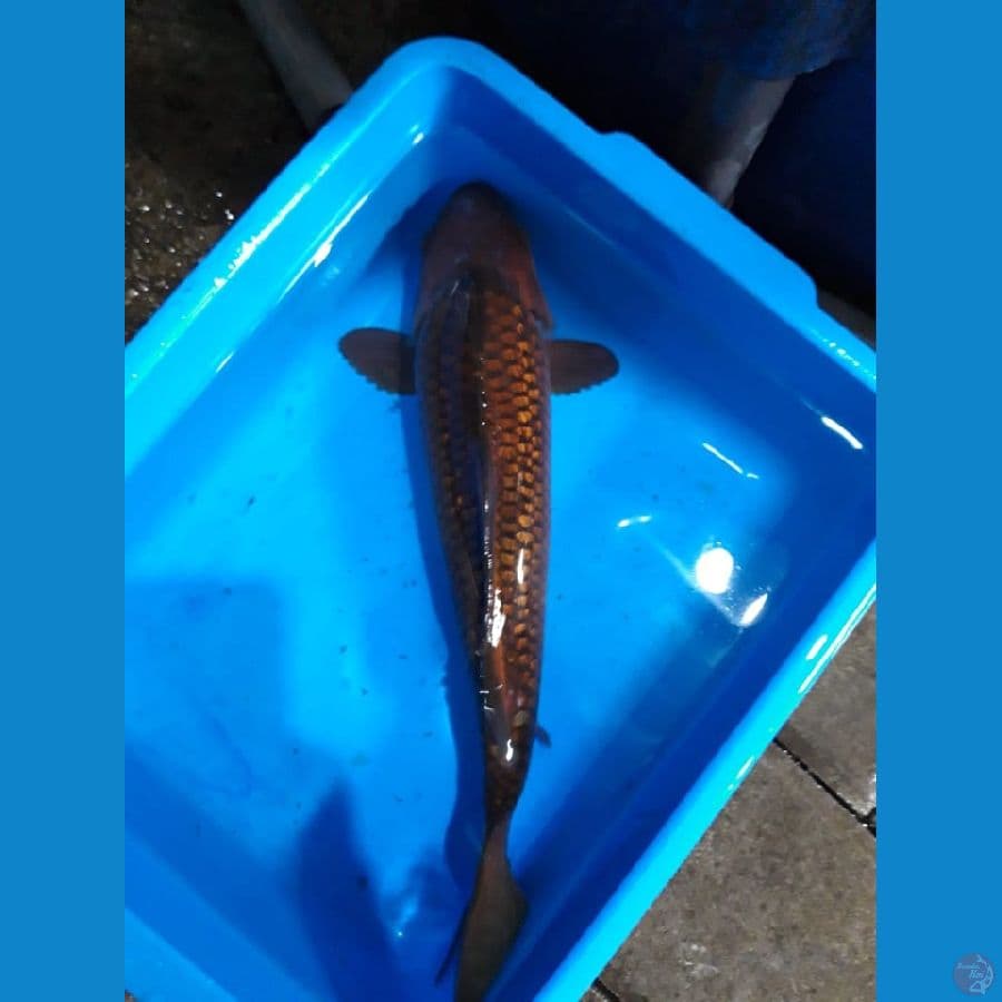 Chagoi Ginrin 30cm