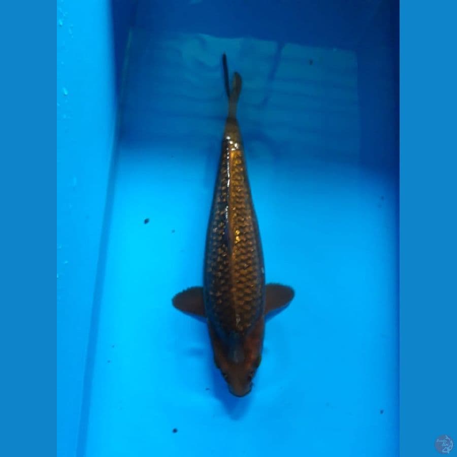 Chagoi Ginrin 30cm