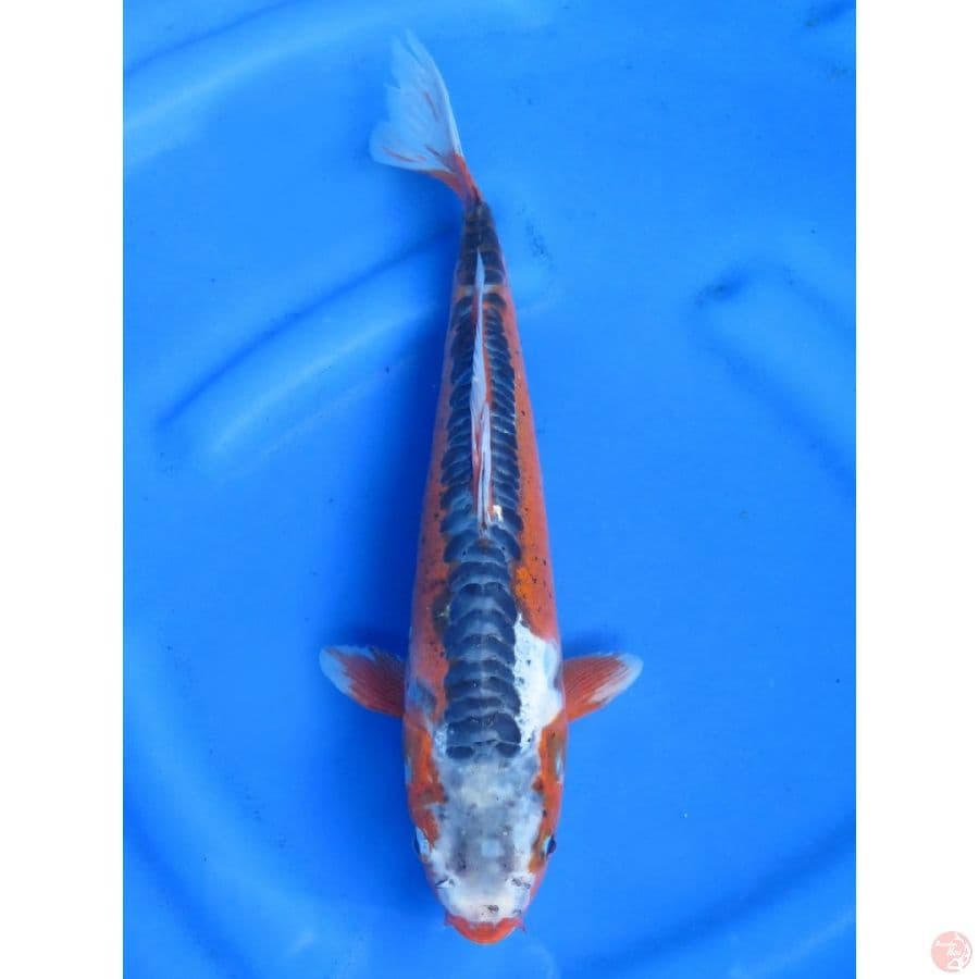 35cm , Shusui Jantan