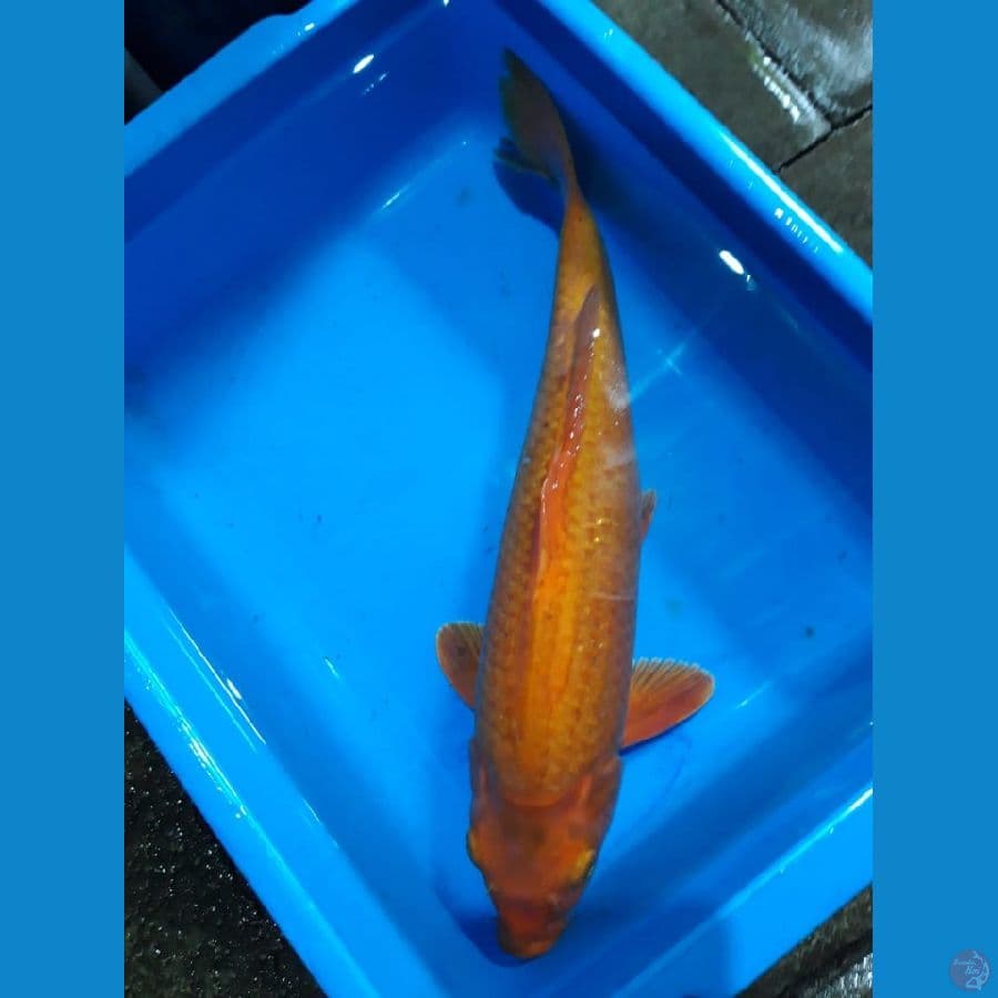 Caramel 30Cm