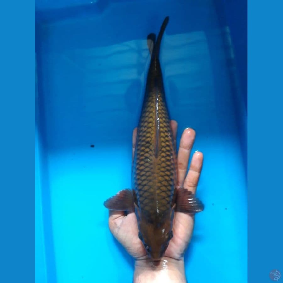 Chagoi 30cm