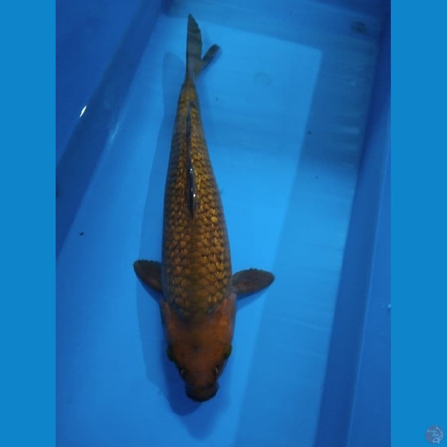 Chagoi Ginrin Male 40cm
