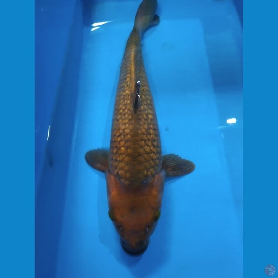 Chagoi Ginrin Male 40cm