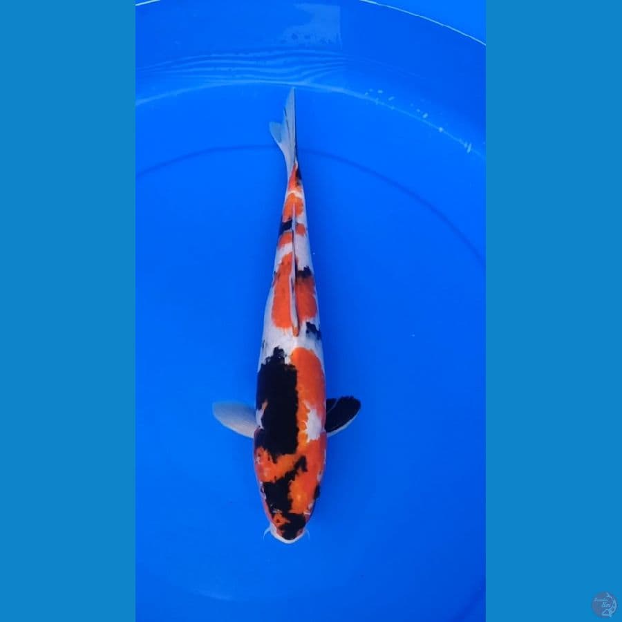 kin showa 34cm